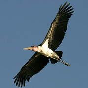 Marabou Stork