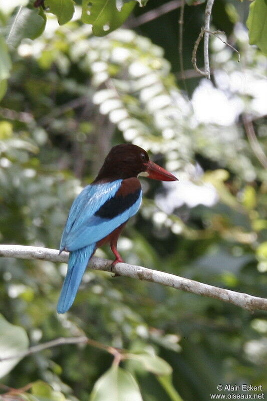 White-throated Kingfisher