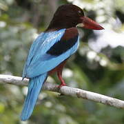 White-throated Kingfisher