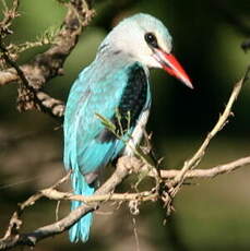 Martin-chasseur du Sénégal