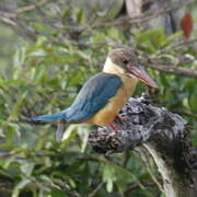 Stork-billed Kingfisher