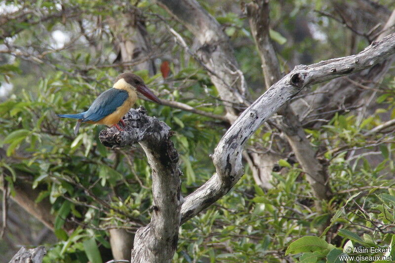 Stork-billed Kingfisher