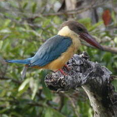 Martin-chasseur gurial