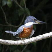 Ringed Kingfisher