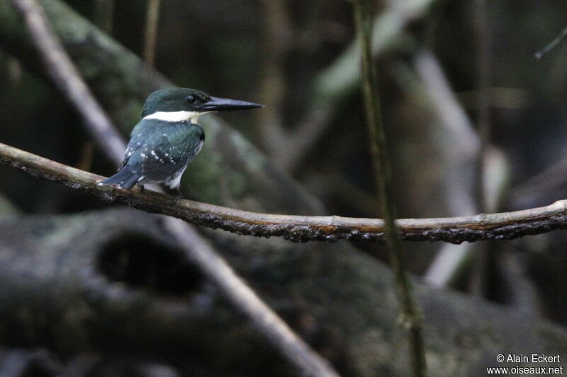 Green Kingfisher