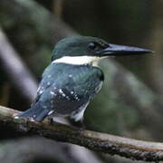 Green Kingfisher