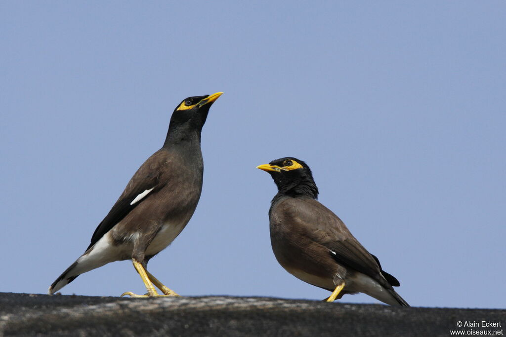 Common Myna