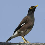 Common Myna