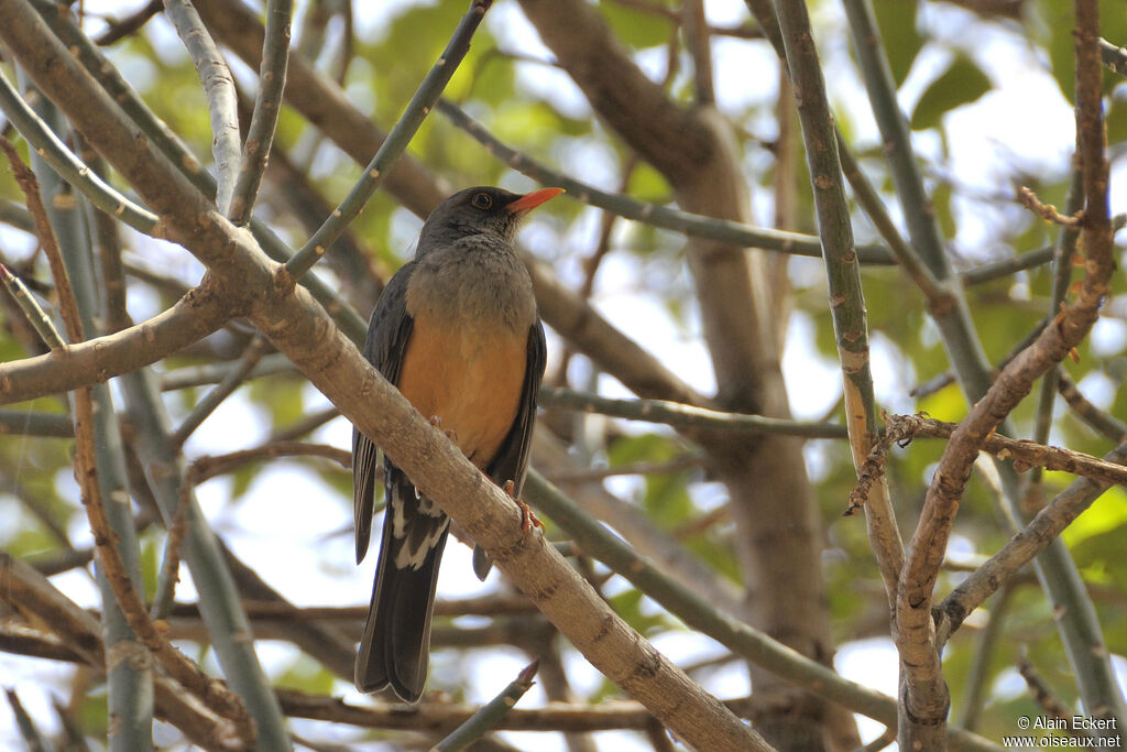 Abyssinian Thrush