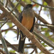 Abyssinian Thrush