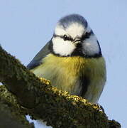 Mésange bleue