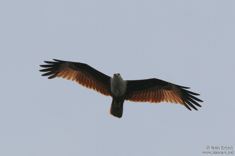 Brahminy Kite