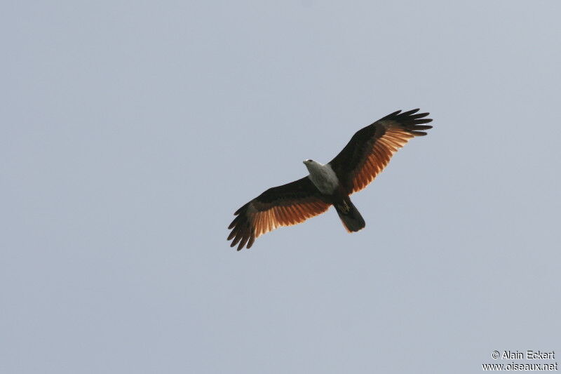 Brahminy Kite