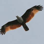 Brahminy Kite