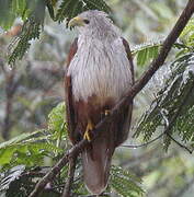 Brahminy Kite