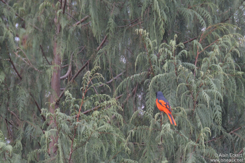 Minivet écarlate