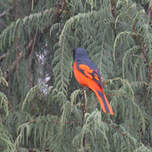 Minivet écarlate