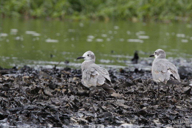 Mouette atricillejuvénile