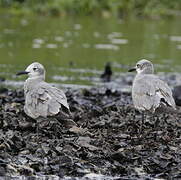 Laughing Gull