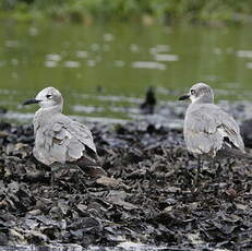 Mouette atricille