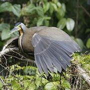 Bare-throated Tiger Heron