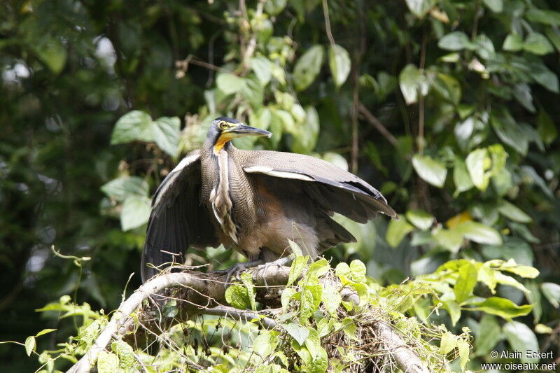 Bare-throated Tiger Heron