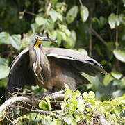 Bare-throated Tiger Heron