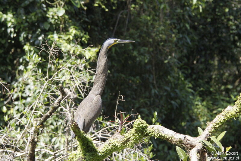 Bare-throated Tiger Heron