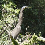 Bare-throated Tiger Heron