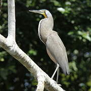 Bare-throated Tiger Heron