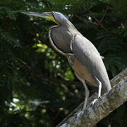 Bare-throated Tiger Heron