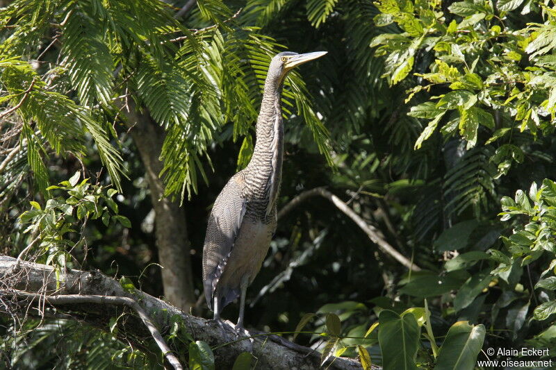 Bare-throated Tiger Heron