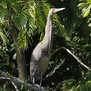 Bare-throated Tiger Heron