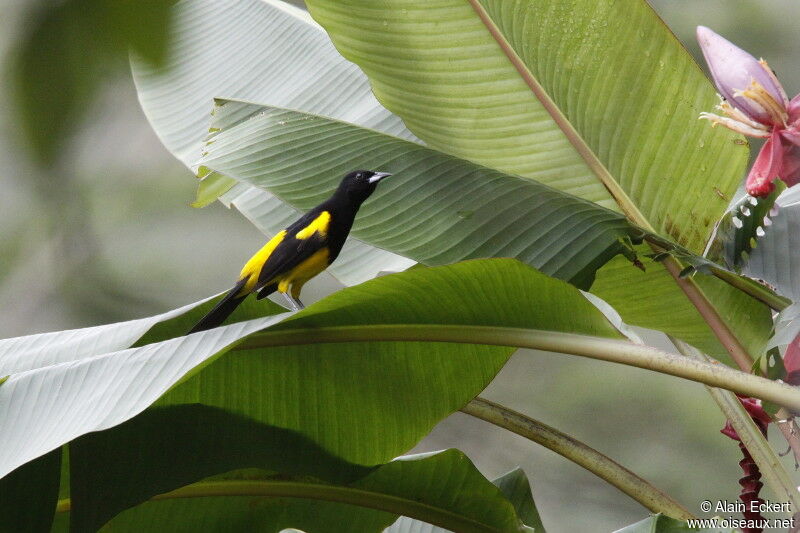 Black-cowled Oriole