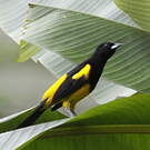 Oriole monacal