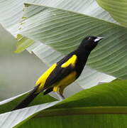 Black-cowled Oriole