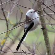 Long-tailed Tit