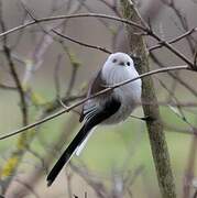 Long-tailed Tit