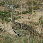 Black-bellied Bustard