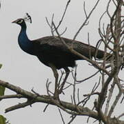 Indian Peafowl