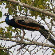 Indian Peafowl