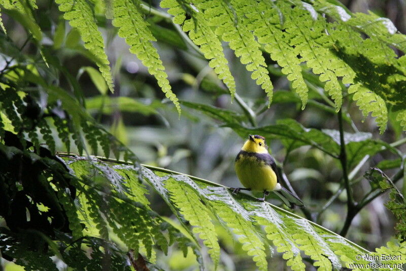 Collared Whitestart