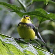 Collared Whitestart