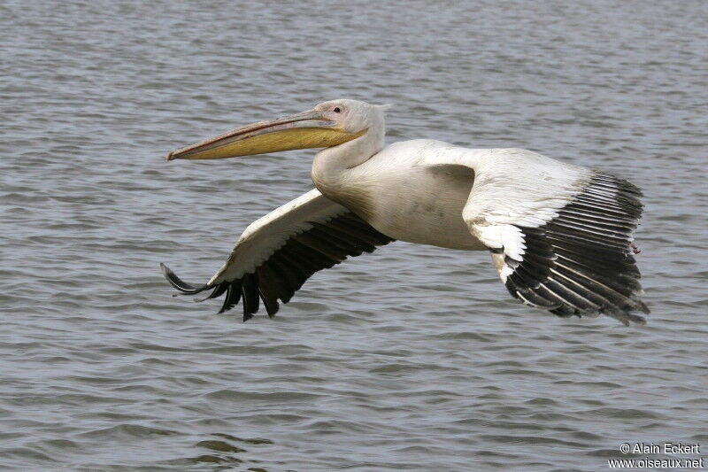 Great White Pelican