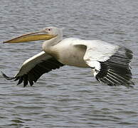 Great White Pelican