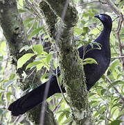 Black Guan