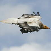 Egyptian Vulture