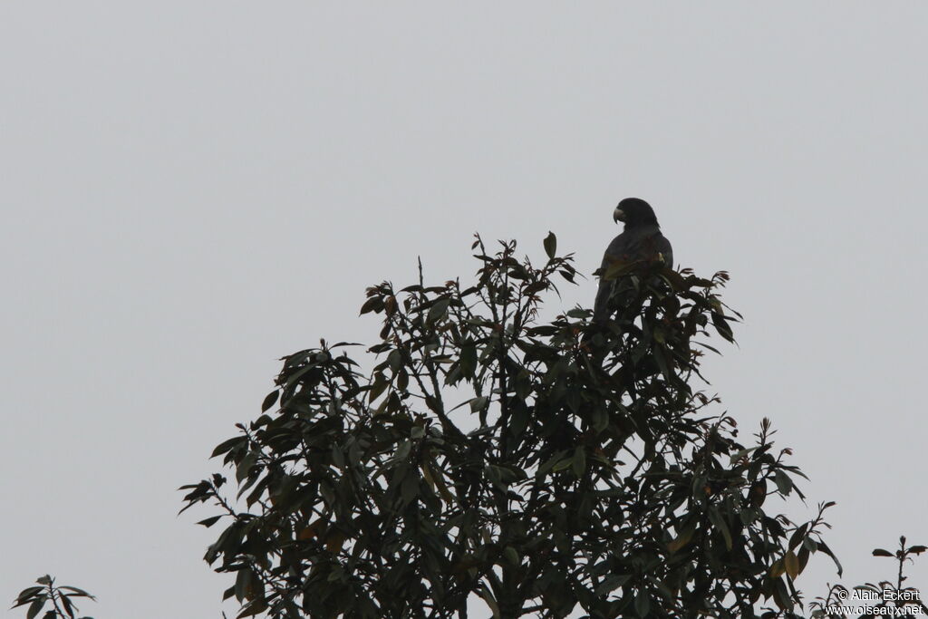 Lesser Vasa Parrot