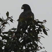 Lesser Vasa Parrot