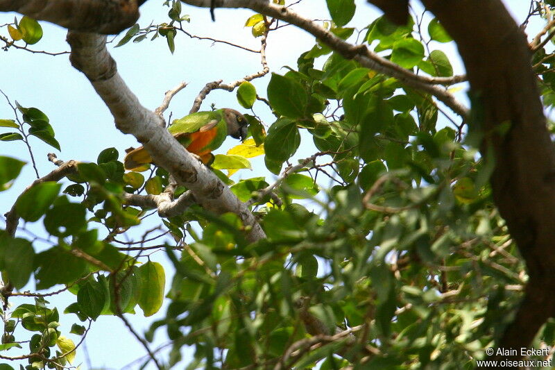 Senegal Parrot